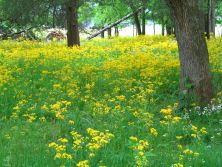 open woods in spring.jpg